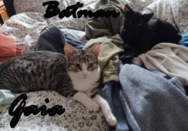 Batman und Gaia warten in Augsburg