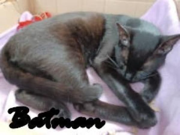 Batman und Gaia warten in Augsburg