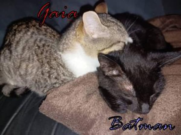 Batman und Gaia warten in Augsburg