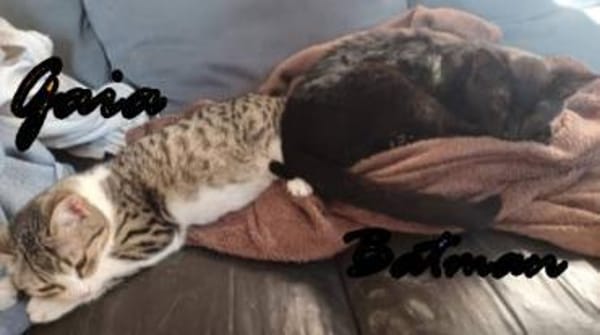 Batman und Gaia warten in Augsburg