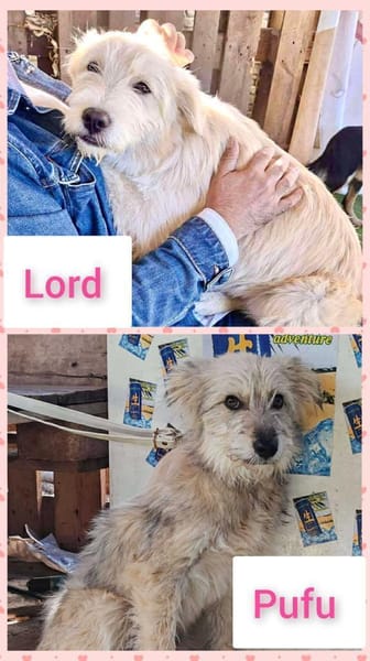 Lord und Pufu suchen Familien