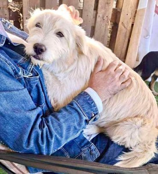 Lord und Pufu suchen Familien