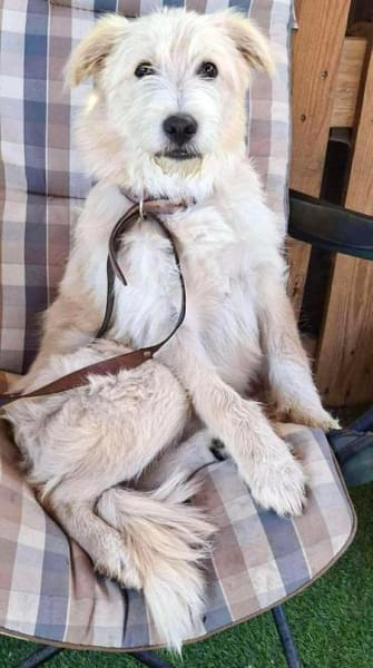 Lord und Pufu suchen Familien