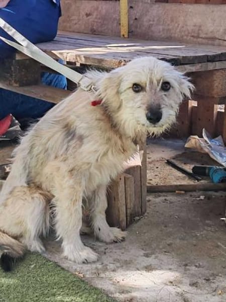 Lord und Pufu suchen Familien