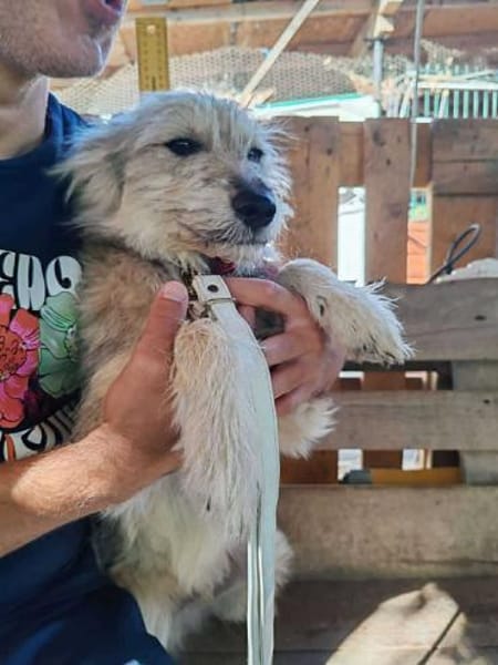 Lord und Pufu suchen Familien