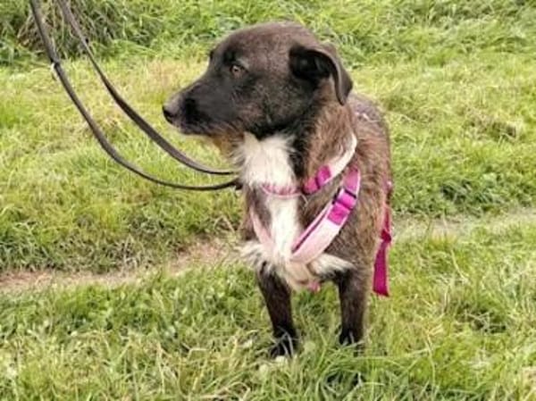 ROSETTA - auf Pflegestelle in Bayern