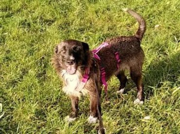 ROSETTA - auf Pflegestelle in Bayern