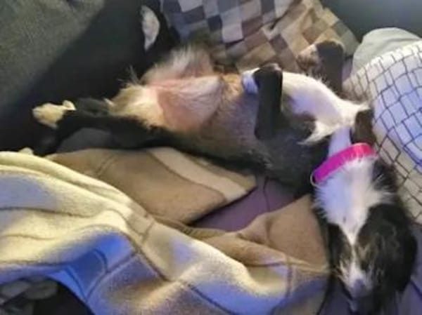 ROSETTA - auf Pflegestelle in Bayern