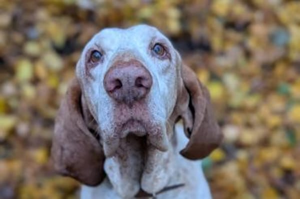 Walker - wartet in 42859 Remscheid