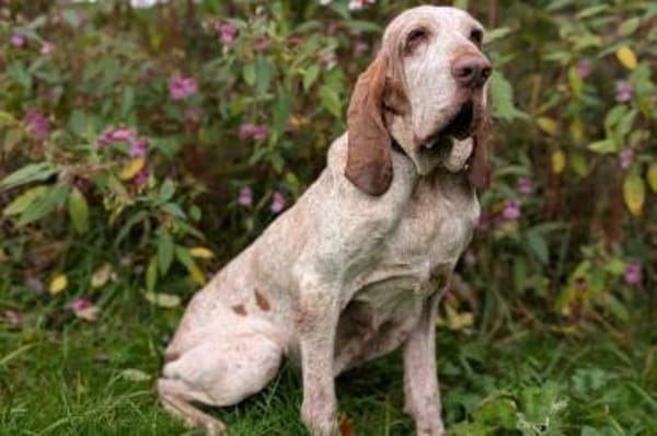 Walker - wartet in 42859 Remscheid