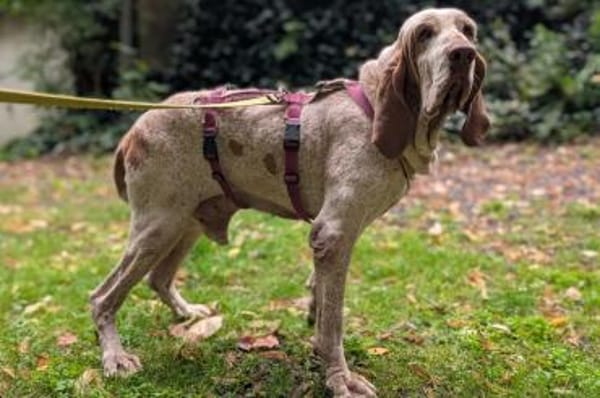 Walker - wartet in 42859 Remscheid