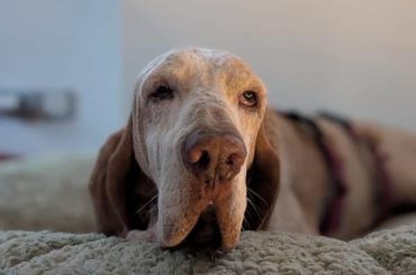 Walker - wartet in 42859 Remscheid