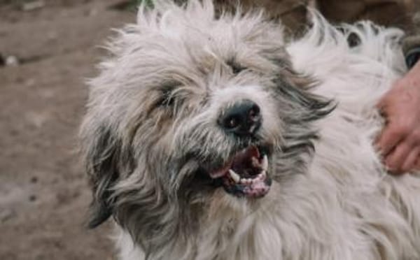 Bärchen: sein Name ist Programm