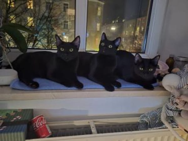 Schwarze Kitten suchen Zuhause