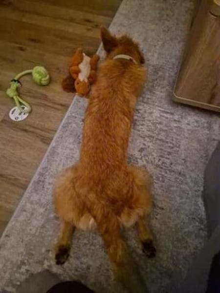 Pia 3 -von Ladefläche gerettet-