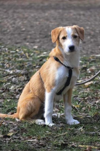 Orlando sucht seine Lieblingsmenschen