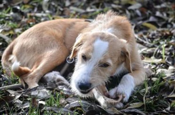 Orlando sucht seine Lieblingsmenschen