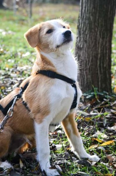 Orlando sucht seine Lieblingsmenschen