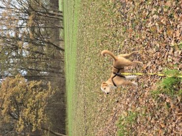 Orlando sucht seine Lieblingsmenschen