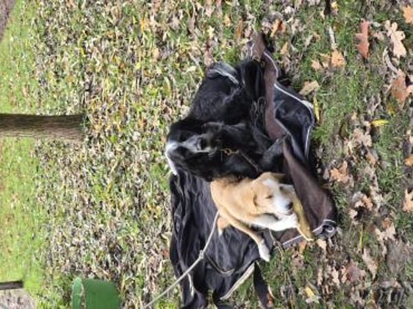 Orlando sucht seine Lieblingsmenschen