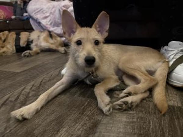 Sie ist Dein Schatten :)