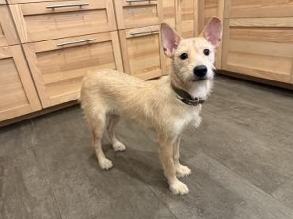 Sie ist Dein Schatten :)