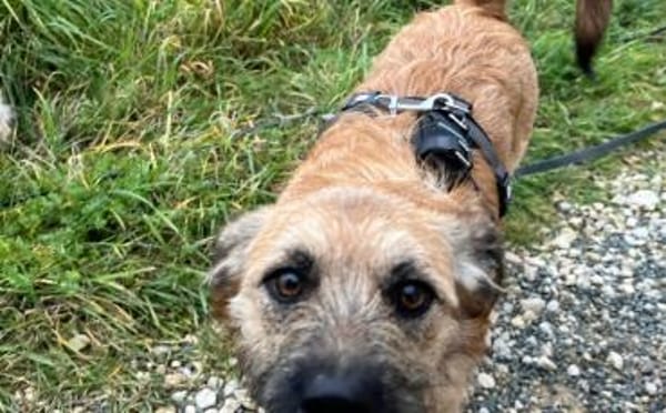 Kleine Pebbles sucht ihr Glück