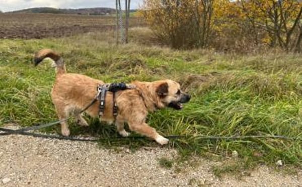 Kleine Pebbles sucht ihr Glück
