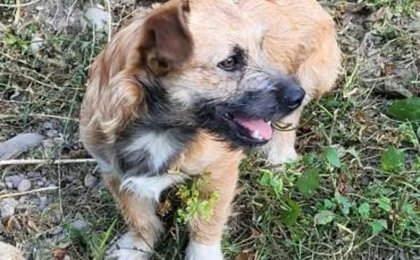 Kleine Pebbles sucht ihr Glück