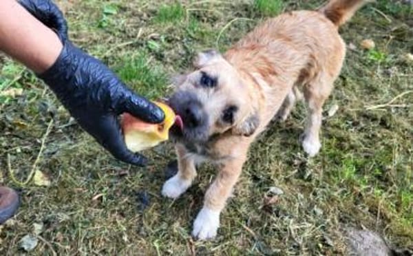 Kleine Pebbles sucht ihr Glück