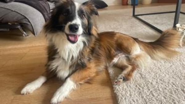 Wusel sucht seine zweite Chance!