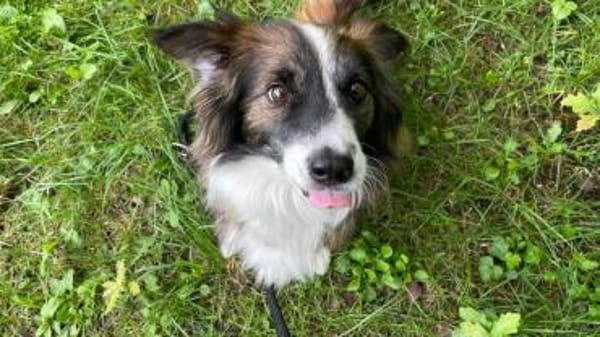 Wusel sucht seine zweite Chance!