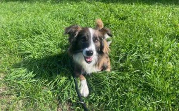 Wusel sucht seine zweite Chance!