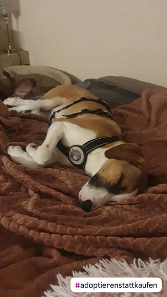 Zuhause gesucht für Ivy