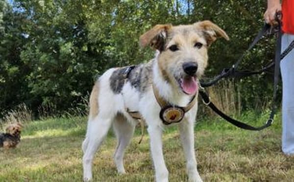 Wuscheliges Hundemädchen Paula