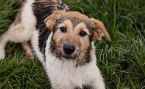 Wuscheliges Hundemädchen Paula