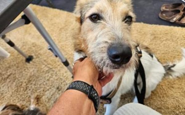 Wuscheliges Hundemädchen Paula