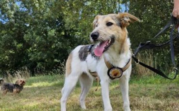 Wuscheliges Hundemädchen Paula