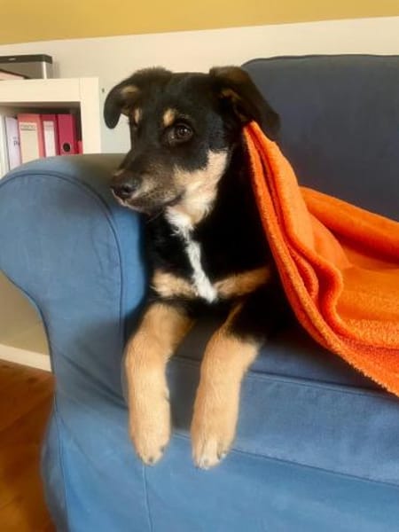 Reserviert!Nola Welpe sucht ihre Familie