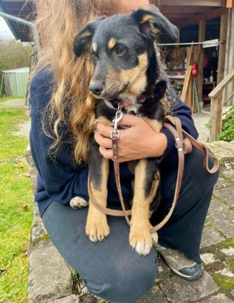 Reserviert!Nola Welpe sucht ihre Familie