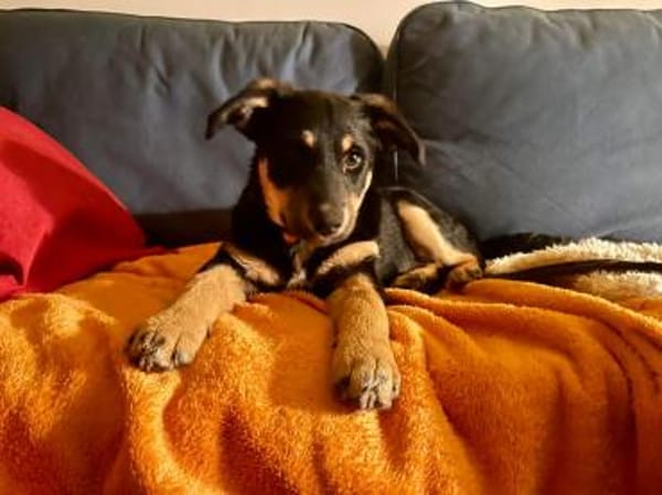 Reserviert!Nola Welpe sucht ihre Familie