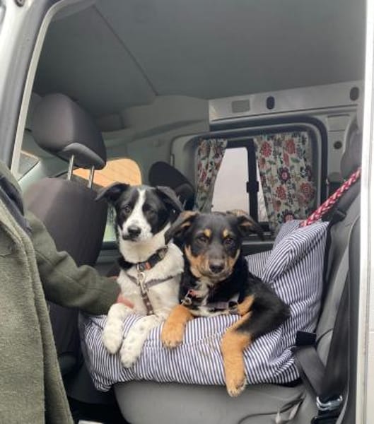 Reserviert!Nola Welpe sucht ihre Familie