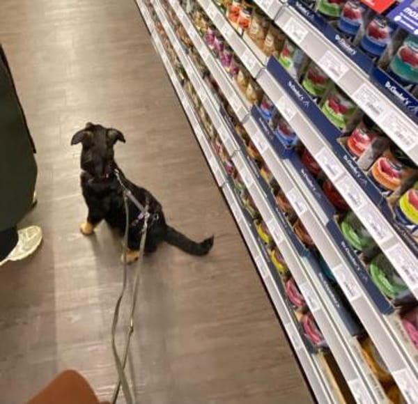 Reserviert!Nola Welpe sucht ihre Familie