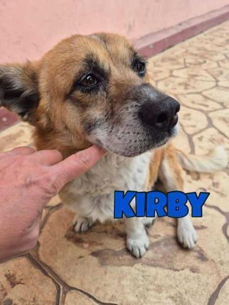 Kirby, kleiner, trauriger,  lieber Hund