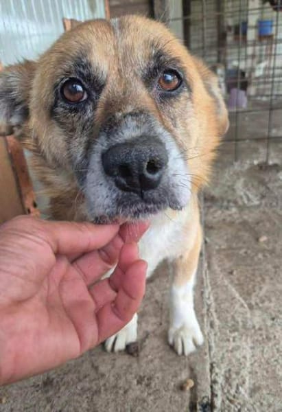 Kirby, kleiner, trauriger,  lieber Hund