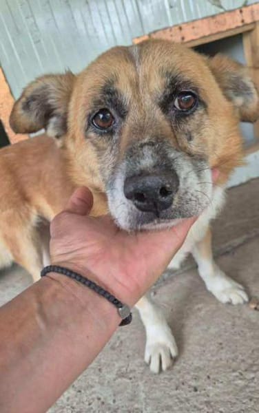 Kirby, kleiner, trauriger,  lieber Hund