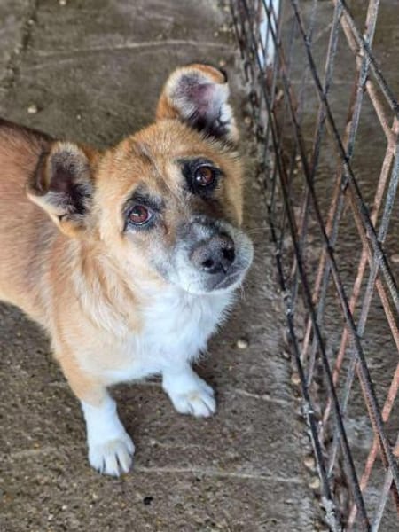 Kirby, kleiner, trauriger,  lieber Hund