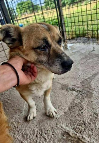 Kirby, kleiner, trauriger,  lieber Hund