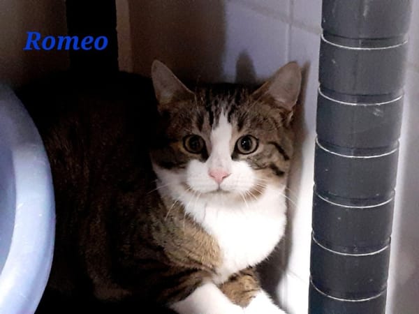 Romeo