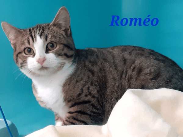 Romeo